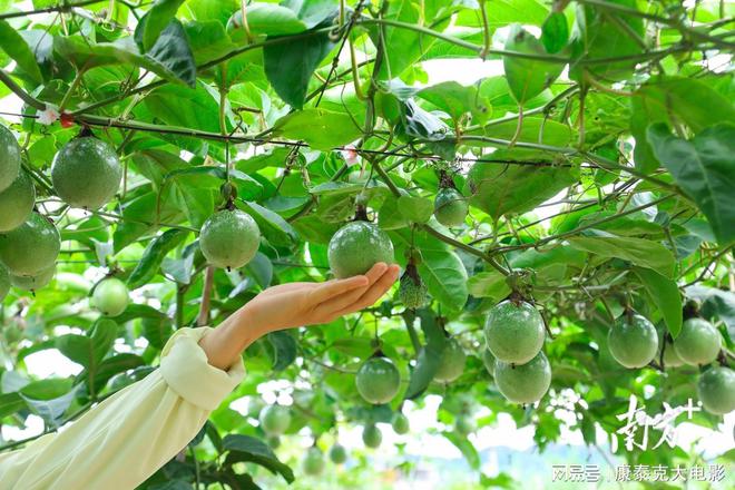 种植金桔全过程_金桔种植致富项目_致富种植金桔项目简介