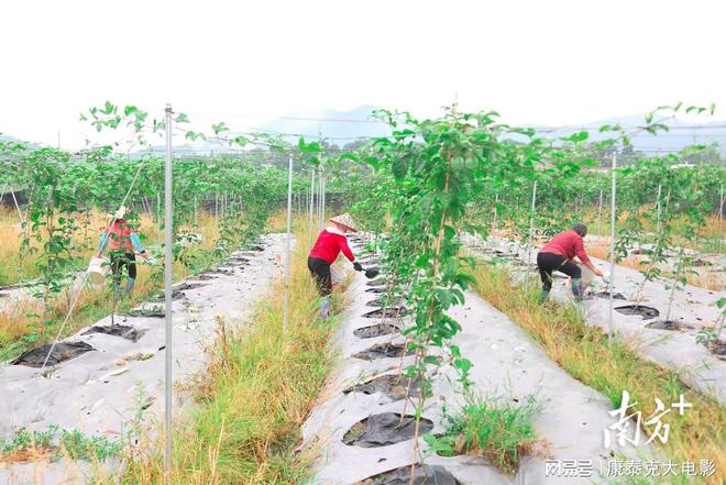 致富种植金桔项目简介_种植金桔全过程_金桔种植致富项目