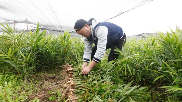 湘潭县：返乡创业有门道 种“姜”走上致富路