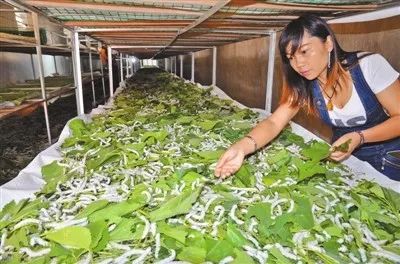 致富鳄鱼养殖视频_致富经鳄鱼龟养殖视频_致富经 鳄鱼养殖