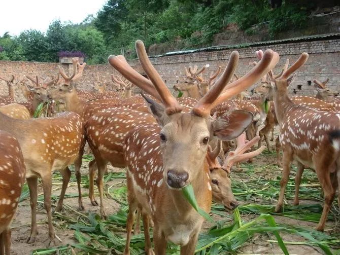 致富经 鳄鱼养殖_致富鳄鱼养殖视频_致富经鳄鱼龟养殖视频