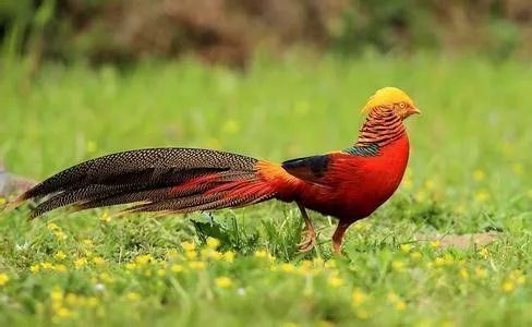 致富鳄鱼养殖视频_致富经 鳄鱼养殖_致富经鳄鱼龟养殖视频