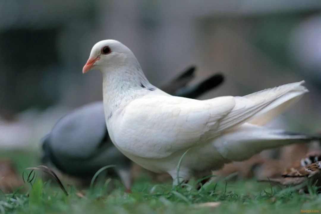 致富鳄鱼养殖视频_致富经 鳄鱼养殖_致富经鳄鱼龟养殖视频