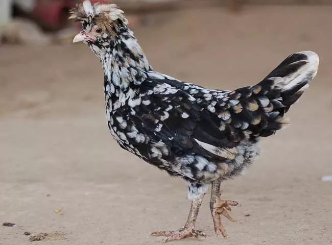 致富经 鳄鱼养殖_致富鳄鱼养殖视频_致富经鳄鱼龟养殖视频