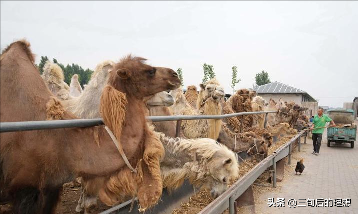 发展养殖业是科技致富吗_养殖高科技产品_科技给养殖业带来了什么