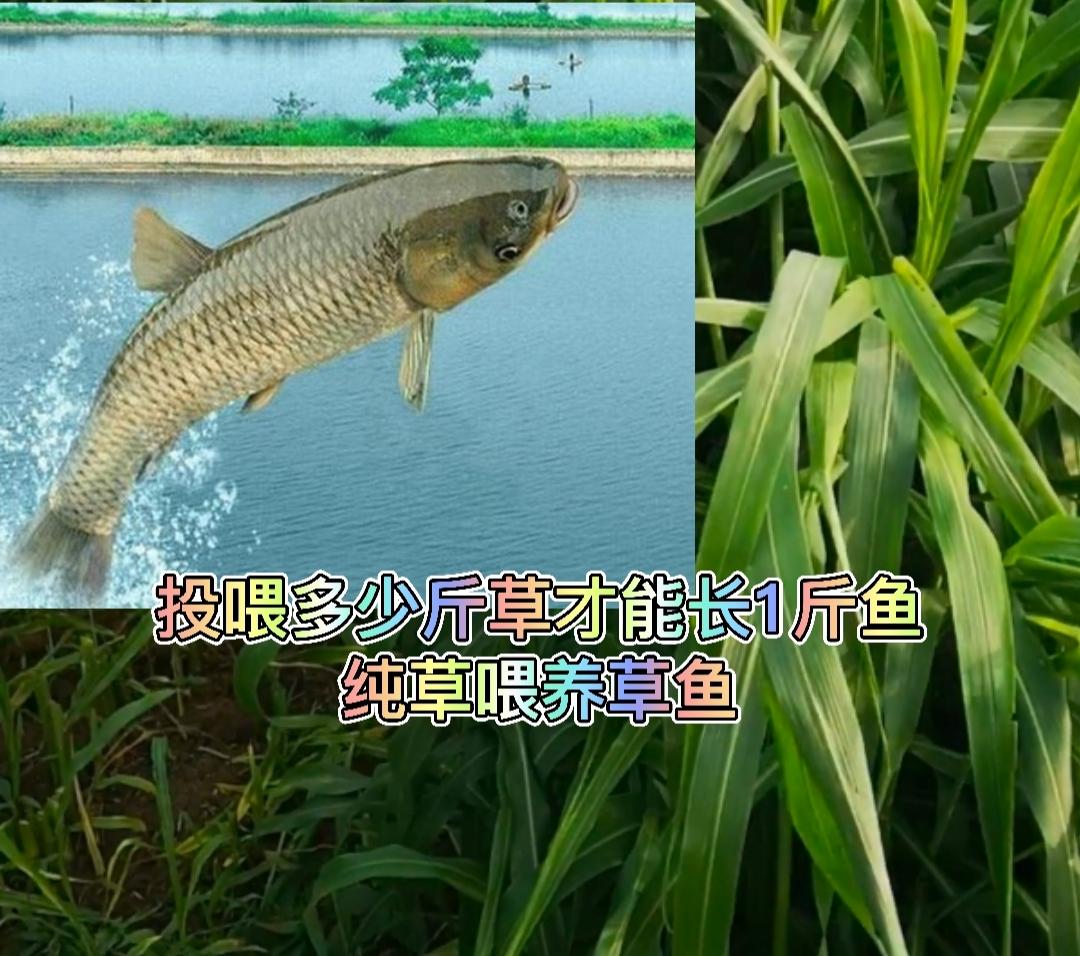 淡水草鱼的养殖技术_淡水养殖草鱼技术与管理_淡水养殖草鱼技术视频