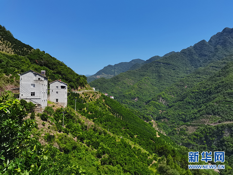 种植柑橘赚钱吗_柑橘种植效益_致富宝种植柑橘