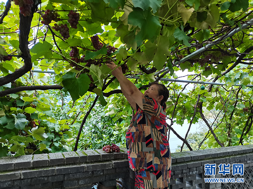 种植柑橘赚钱吗_致富宝种植柑橘_柑橘种植效益