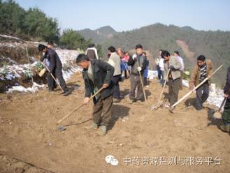 致富种植半夏技术怎么样_半夏的种植效益_致富经半夏种植技术