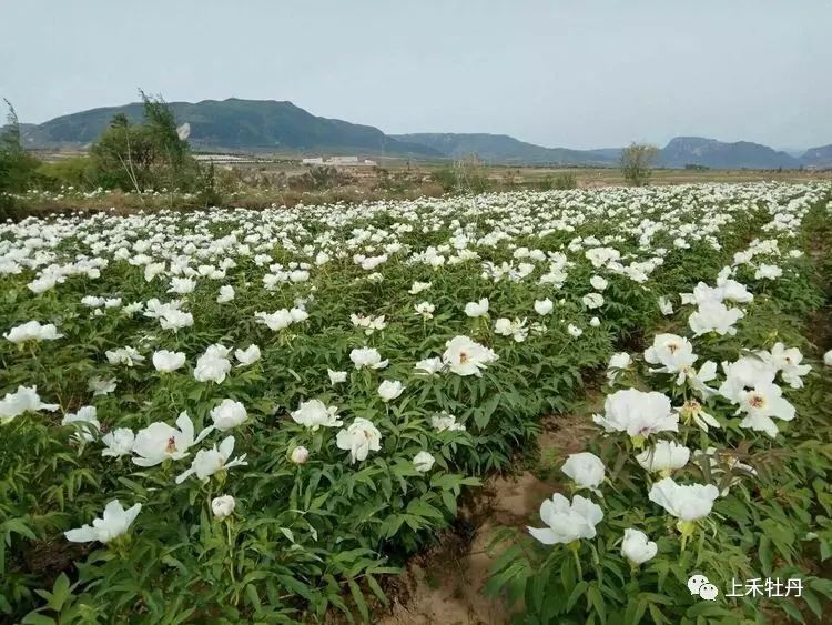 牡丹如何种植技术_牡丹种植技术视频教程大全_牡丹种植技术视频陆梅