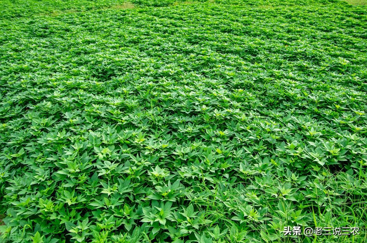 种植白薯致富秘诀_白薯种植技术_白薯的种植与管理技术