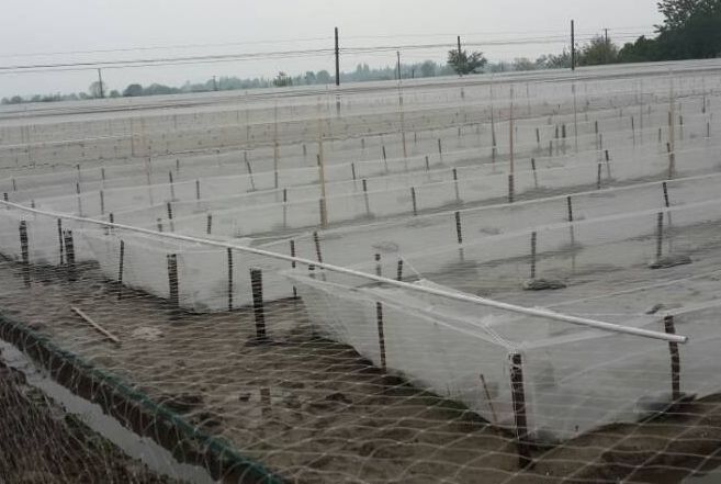 水蛭的养殖技术视频播放_水蛭养殖技术视频技术视_人工水蛭养殖技术视频播放