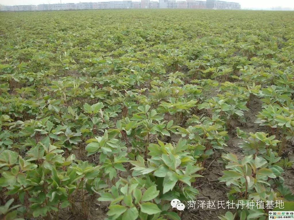 牡丹如何种植技术_药用牡丹种植技术_牡丹种植技术视频教程大全