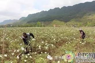 药用牡丹种植技术_牡丹如何种植技术_牡丹种植技术视频教程大全