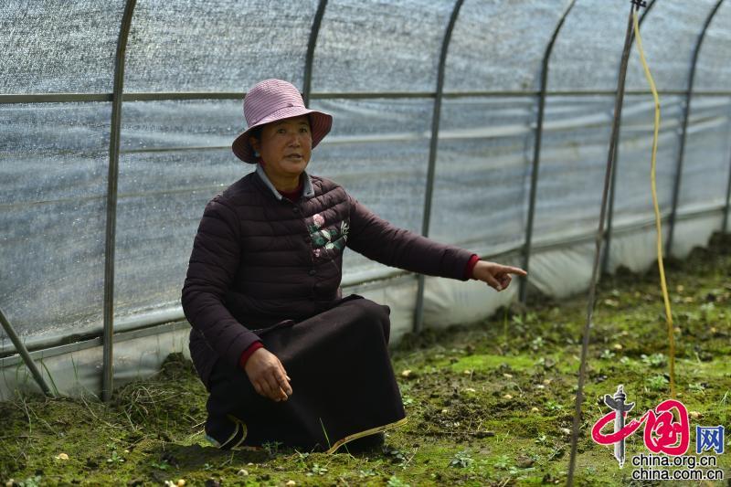 农业致富种植网_农村致富网种植_致富经农业种植