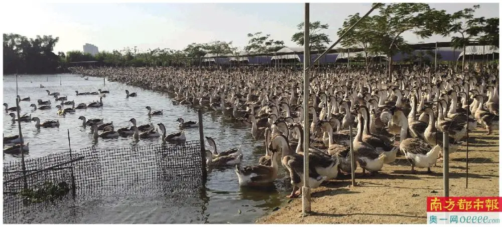 狮头鹅养殖技术_狮头鹅的养殖_狮头鹅的养殖前景