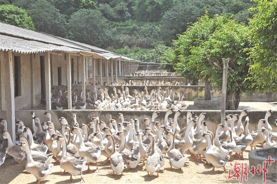 狮头鹅养殖技术_狮头鹅的养殖_狮头鹅的养殖前景