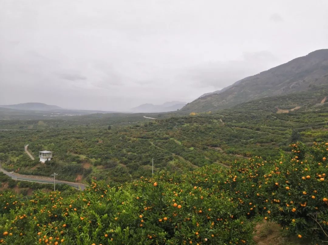 陕西花生种植基地_花生种植园_汉中种植花生致富