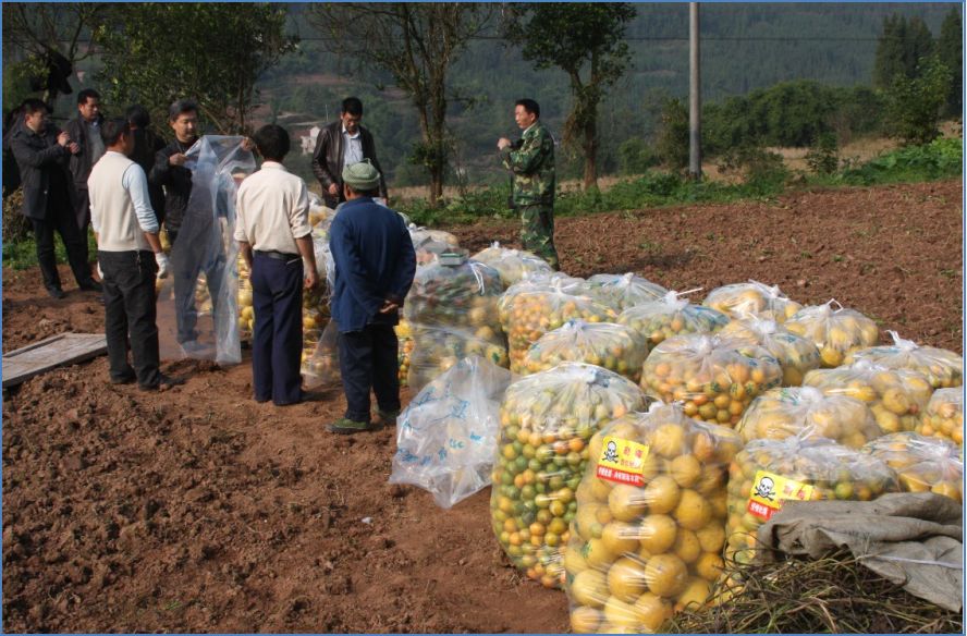 汉中种植花生致富_陕西花生种植基地_花生种植园