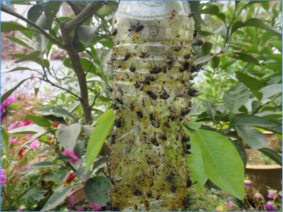 汉中种植花生致富_陕西花生种植基地_花生种植园