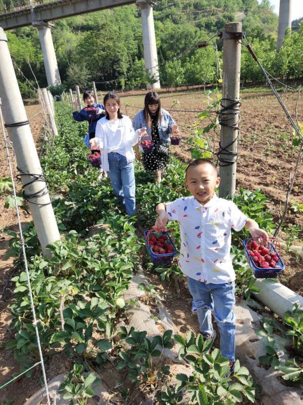 草莓致富新科技_致富经草莓种植技术_cctv7 致富经冬季草莓