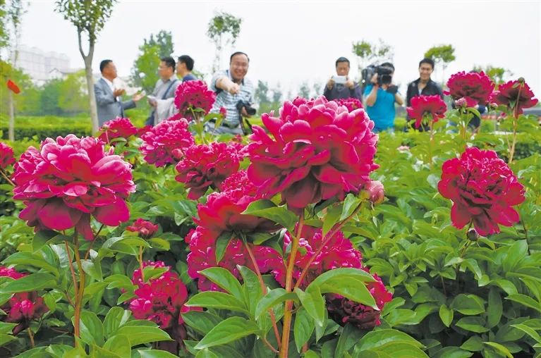 牡丹栽种 | 牡丹、芍药种植技术七大注意事项!