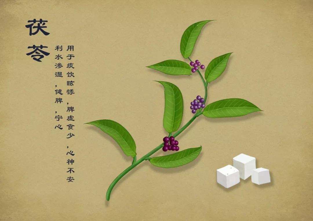 推荐 | 小中药 大防疫：抗疫中药系列——茯苓