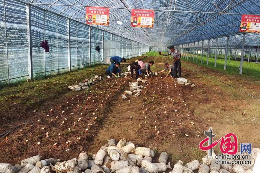 种植灵芝基地在什么地方_商丘灵芝种植致富_灵芝种植加盟电话