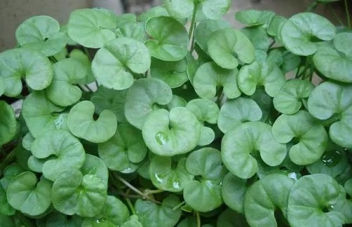 金钱草栽培种植技术