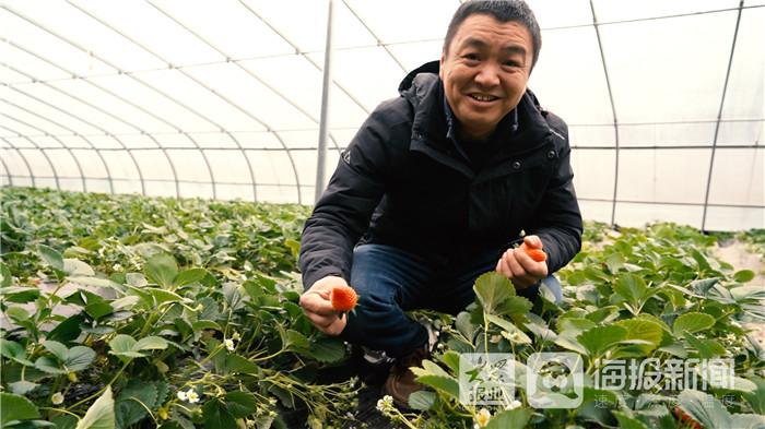 致富经草莓种植_cctv7 致富经冬季草莓_致富经草莓育苗视频