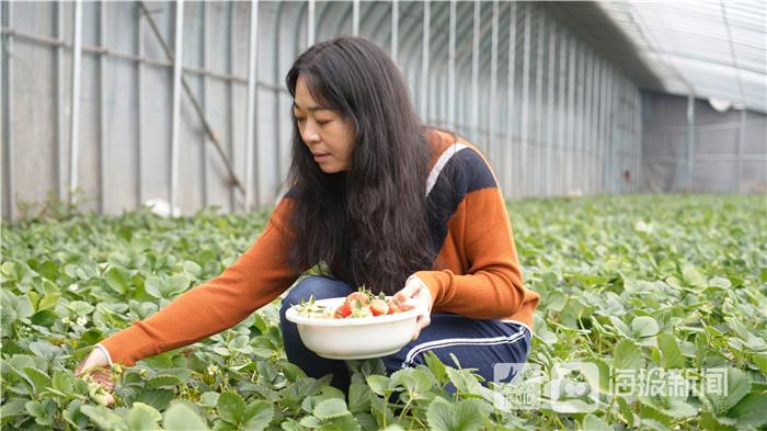 致富经草莓种植_致富经草莓育苗视频_cctv7 致富经冬季草莓