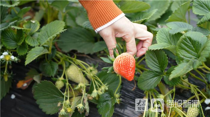 致富经草莓育苗视频_致富经草莓种植_cctv7 致富经冬季草莓