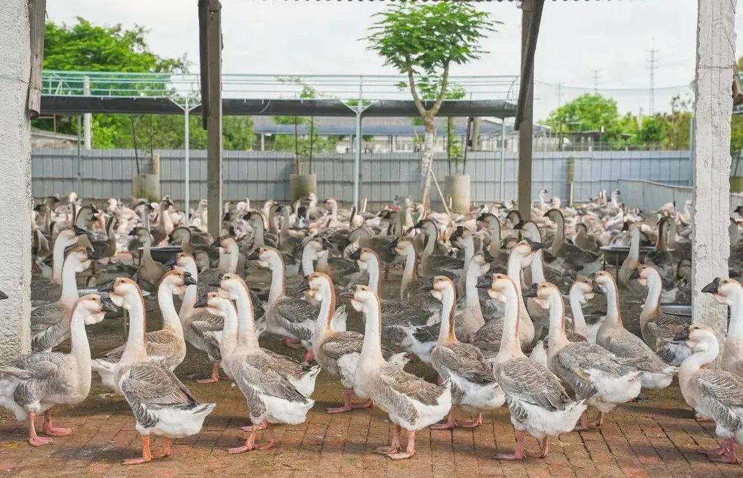 狮头鹅的养殖_狮头鹅养殖技术视频_狮头鹅养殖技术
