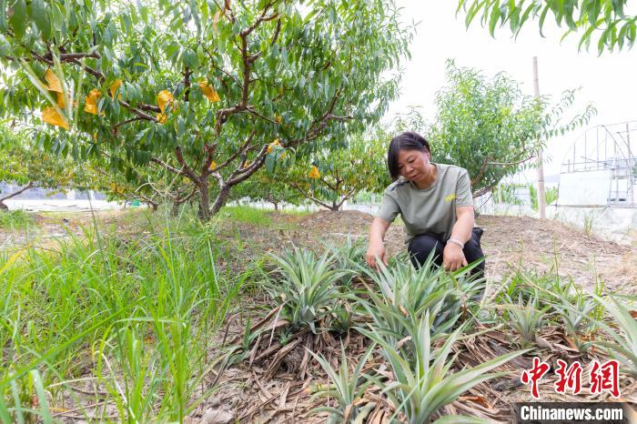 “灵芝姐”查看凤梨生长情况。　李嘉伟 摄