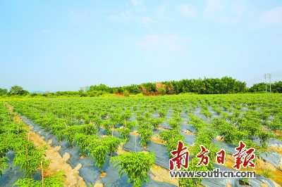 致富经菌菇种植_杏鲍菇种植致富方法图片_致富经蘑菇种植视频2019