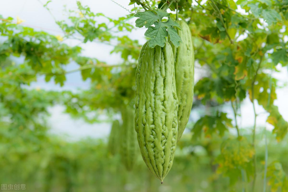 科学苦瓜种植技术与管理_苦瓜科学种植技术_苦瓜种植法