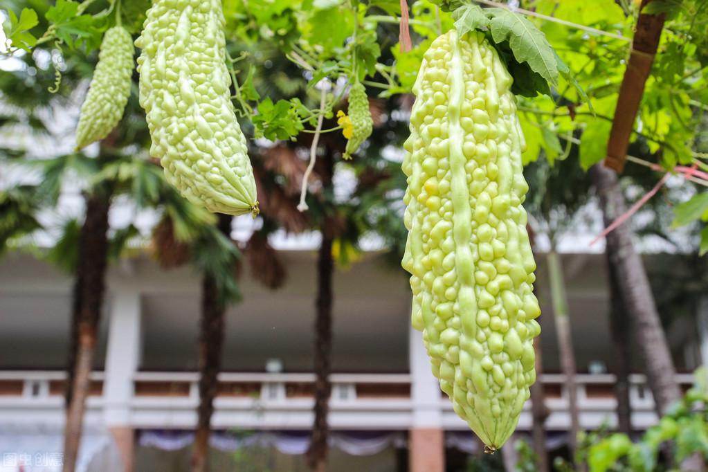 科学苦瓜种植技术与管理_苦瓜种植法_苦瓜科学种植技术