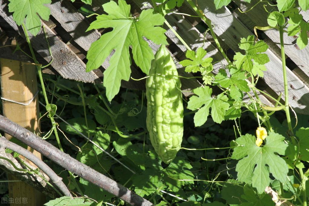 苦瓜科学种植技术_苦瓜种植法_科学苦瓜种植技术与管理