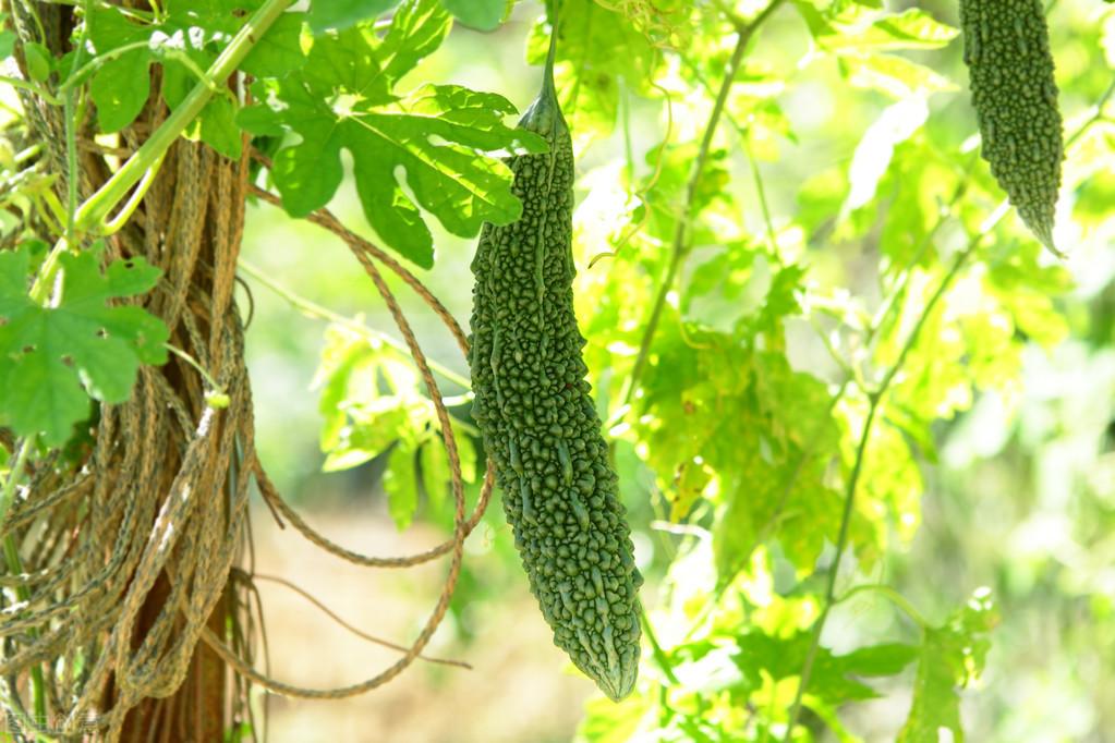 科学苦瓜种植技术与管理_苦瓜种植法_苦瓜科学种植技术