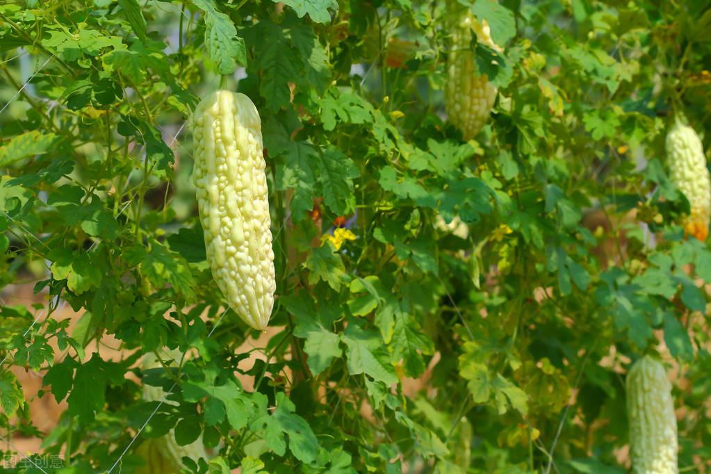 苦瓜科学种植技术_苦瓜种植法_科学苦瓜种植技术与管理