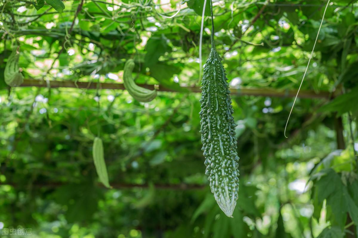 科学苦瓜种植技术与管理_苦瓜种植法_苦瓜科学种植技术