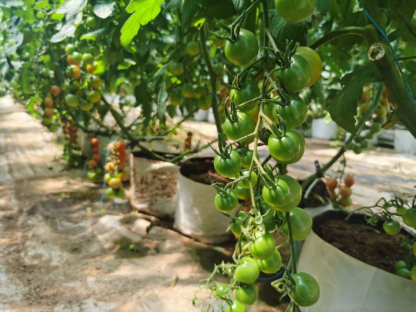 西红柿致富种植技术_西红柿种植高产技术_西红柿致富路