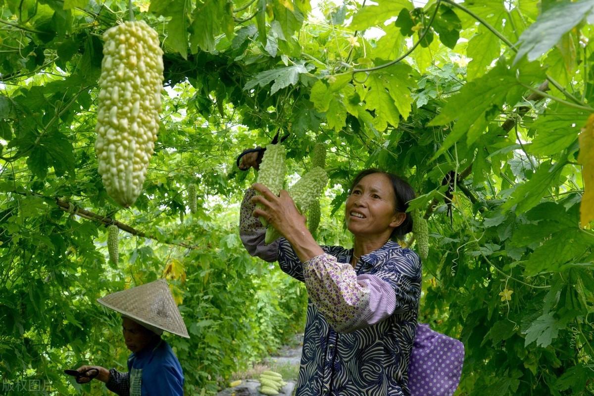 手把手教你种苦瓜，学会授粉坐果技巧，果实挂满枝头