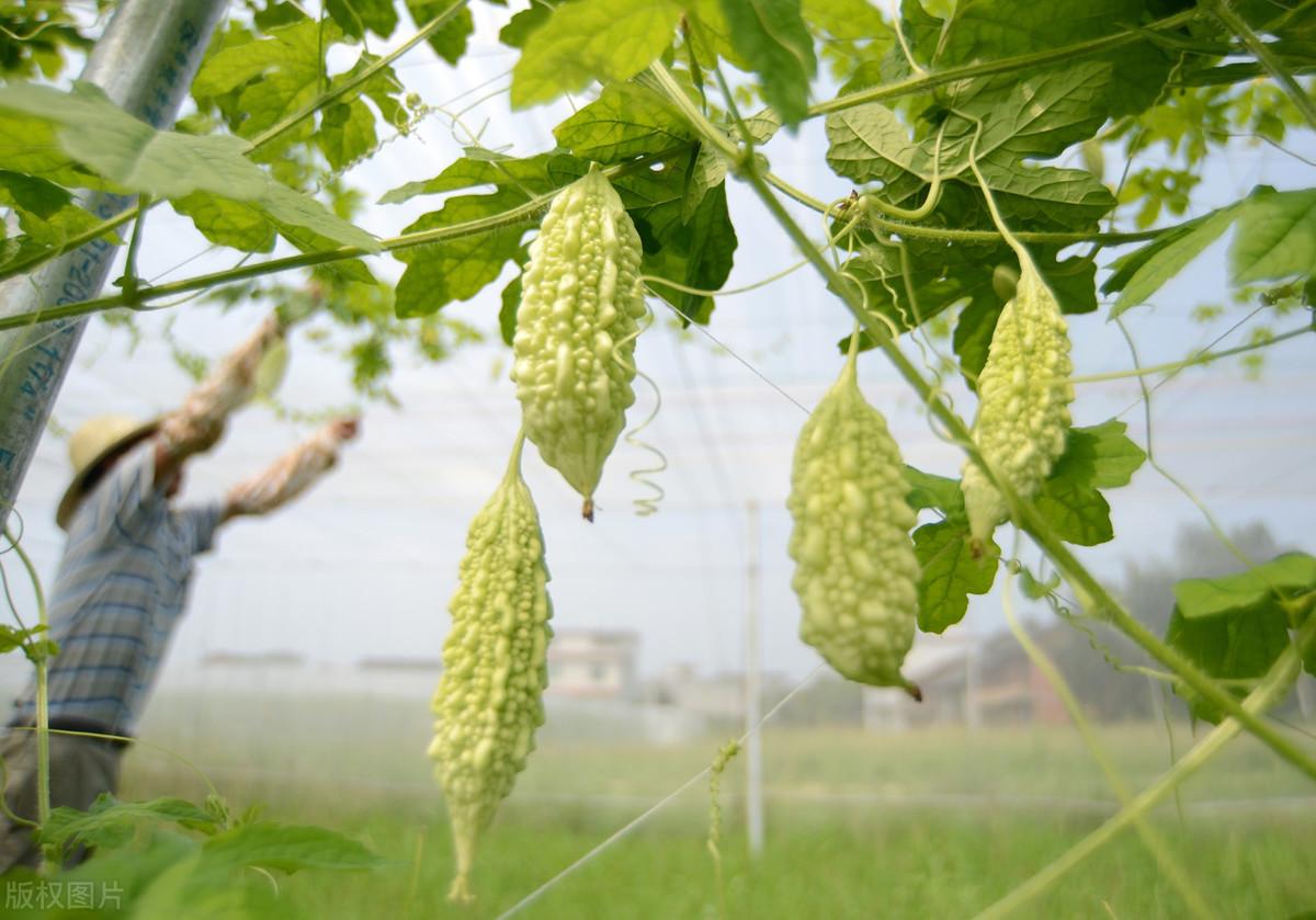 科学苦瓜种植技术要点_种植苦瓜的技术_苦瓜科学种植技术