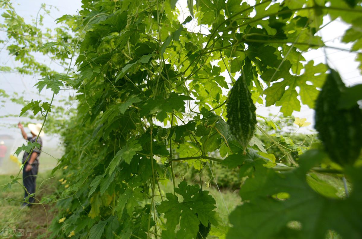 苦瓜科学种植技术_科学苦瓜种植技术要点_种植苦瓜的技术