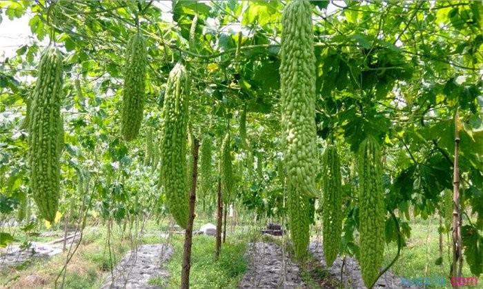 科学苦瓜种植技术要点_苦瓜科学种植技术_种植苦瓜的技术