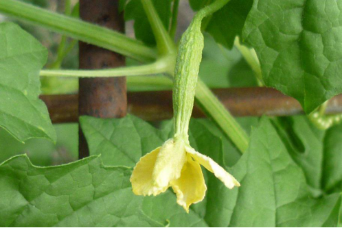 苦瓜科学种植技术_科学苦瓜种植技术视频_科学苦瓜种植技术要点