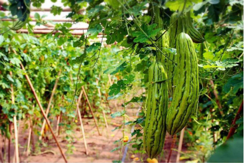 科学苦瓜种植技术要点_科学苦瓜种植技术视频_苦瓜科学种植技术