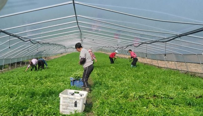 西红柿种植高产技术_致富经西红柿种植技术_西红柿致富种植技术