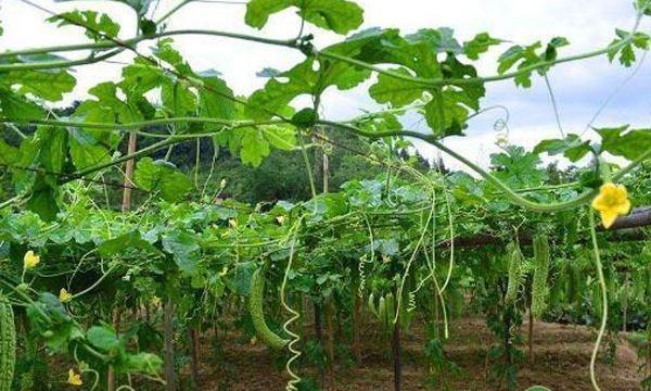 苦瓜科学种植技术_苦瓜种植法_科学苦瓜种植技术与管理